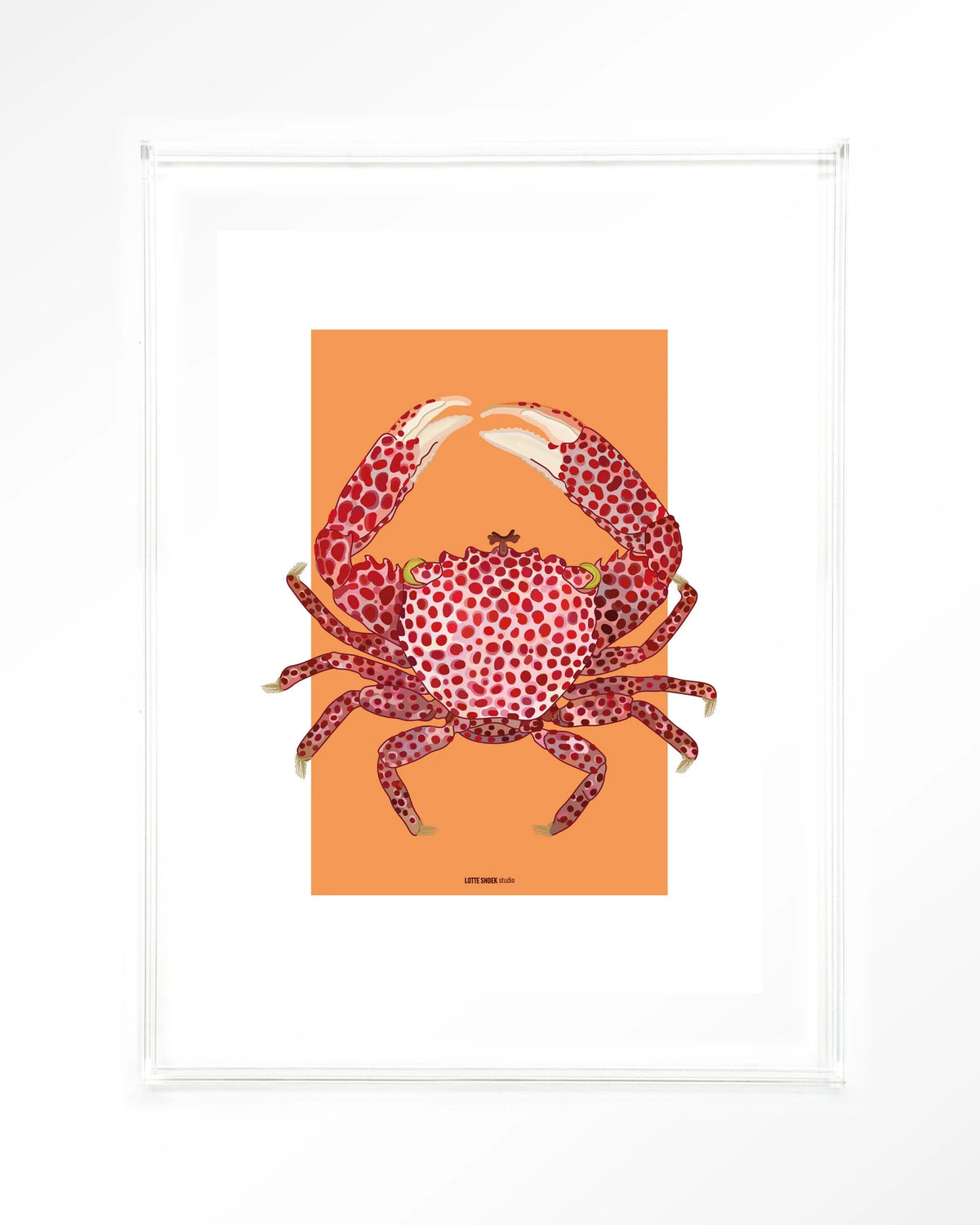 Trapezia – rode krab op oranje – Art print – Acryl doorzichtig