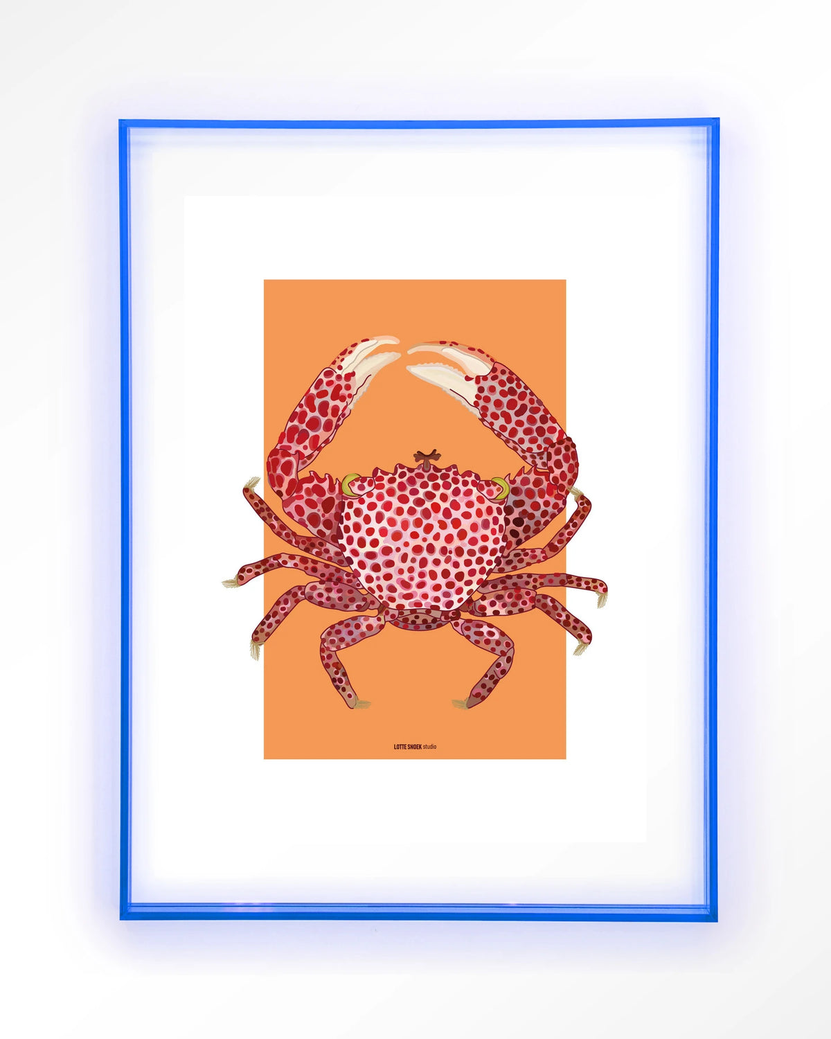 Trapezia – rode krab op oranje – Art print – Acryl lichtblauw