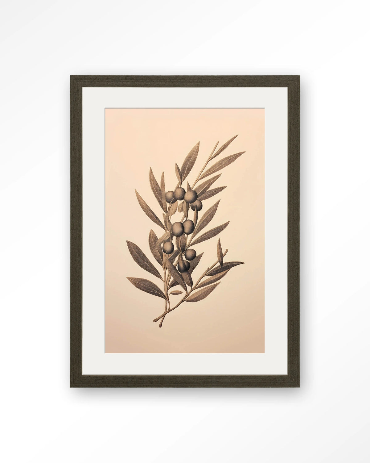 Oliva – olijftak in tekening – Art print – Hout donkerbruin + passe-partout