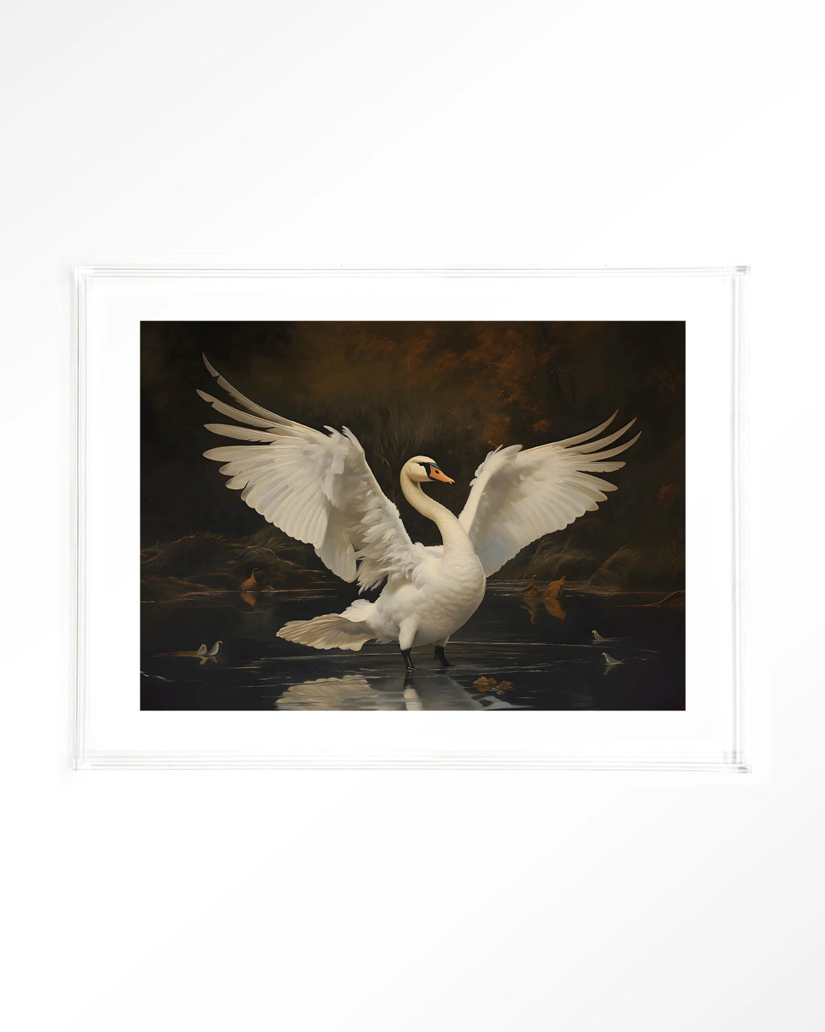 Swan Lake – zwaan op meer – Art print – Acryl doorzichtig