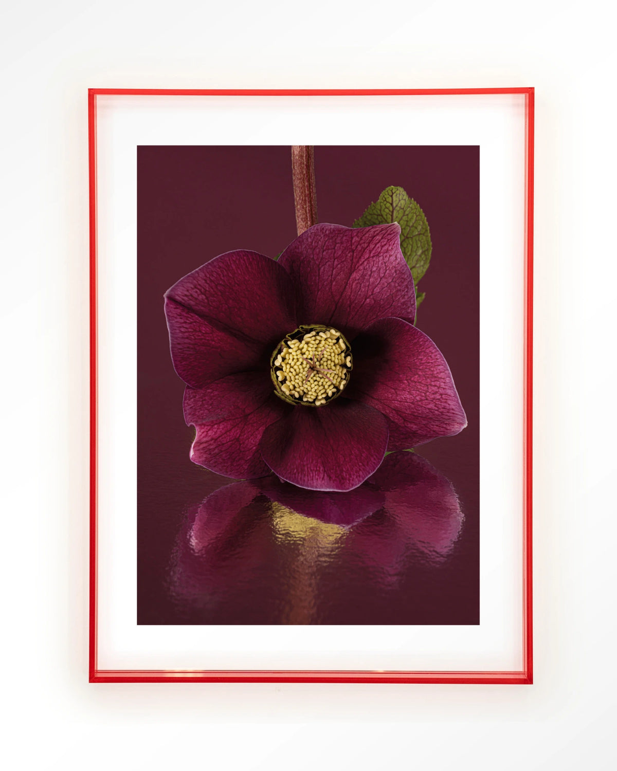 De Elegantie Van De Kerstroos – kerstroos in bordeaux, close-up – Art print – Acryl roze