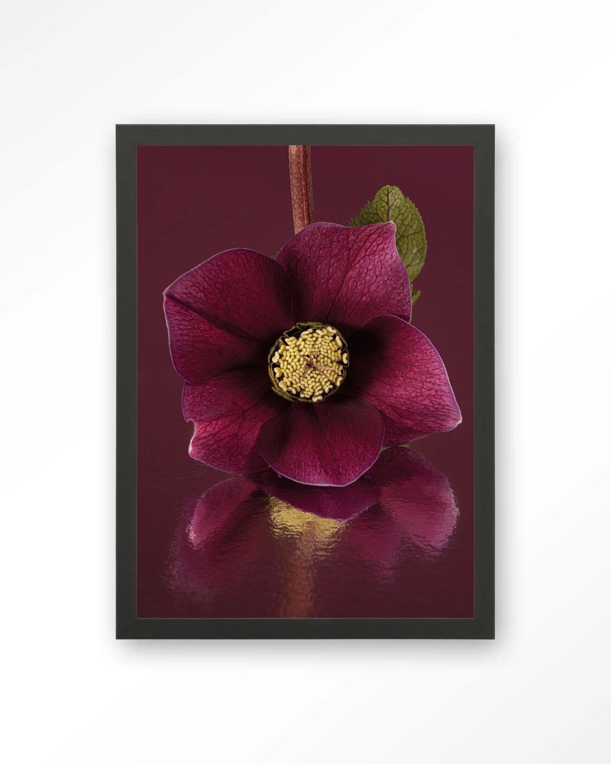 De Elegantie Van De Kerstroos – kerstroos in bordeaux, close-up – Art print – Hout zwart