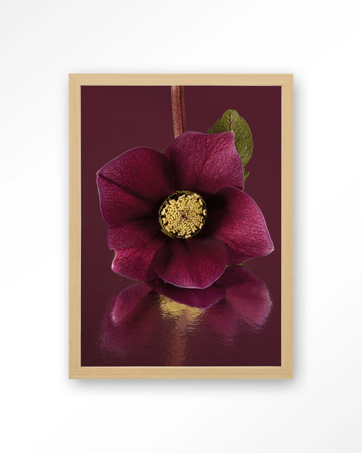 De Elegantie Van De Kerstroos – kerstroos in bordeaux, close-up – Art print – Hout naturel