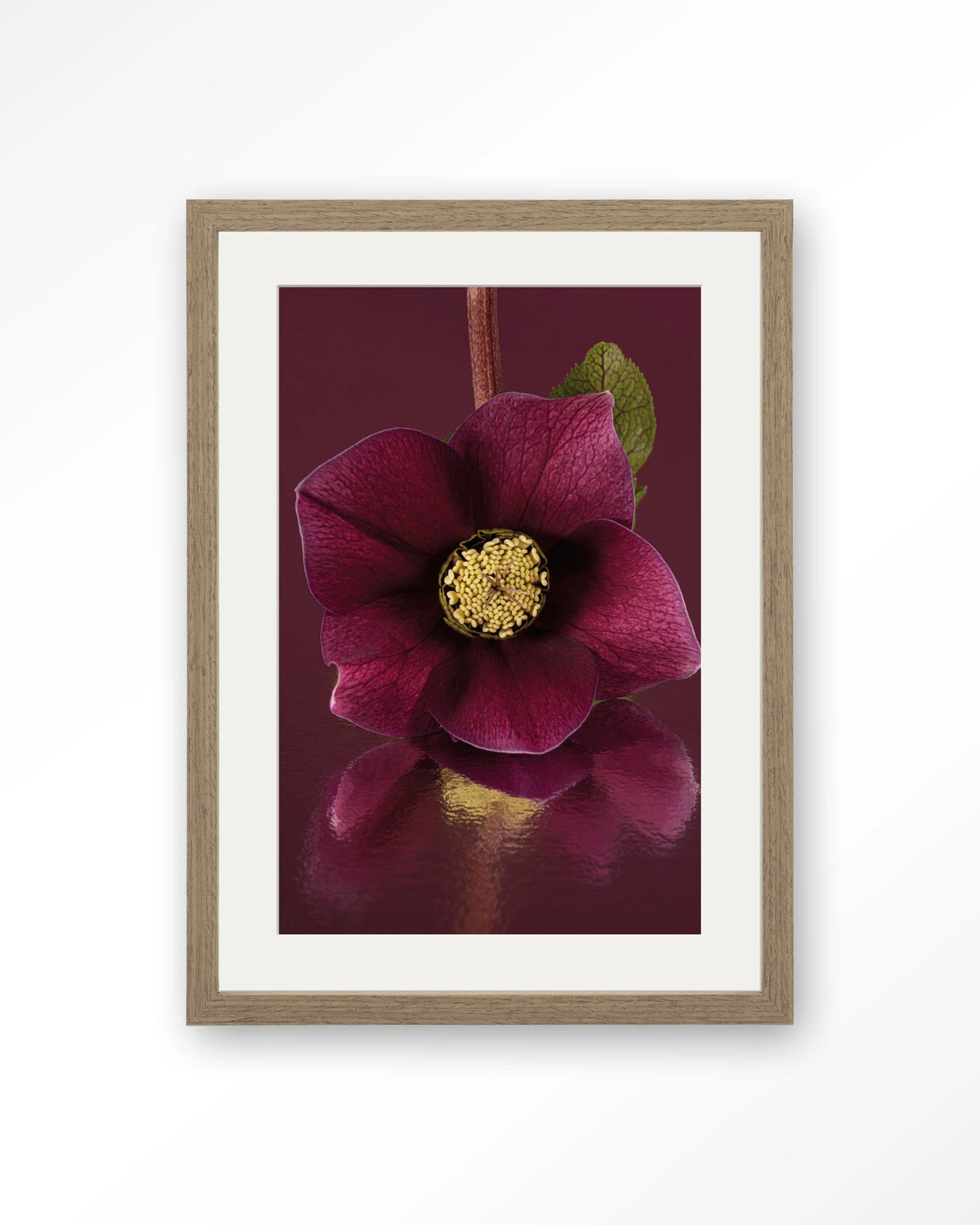 De Elegantie Van De Kerstroos – kerstroos in bordeaux, close-up – Art print – Hout bruin + passe-partout