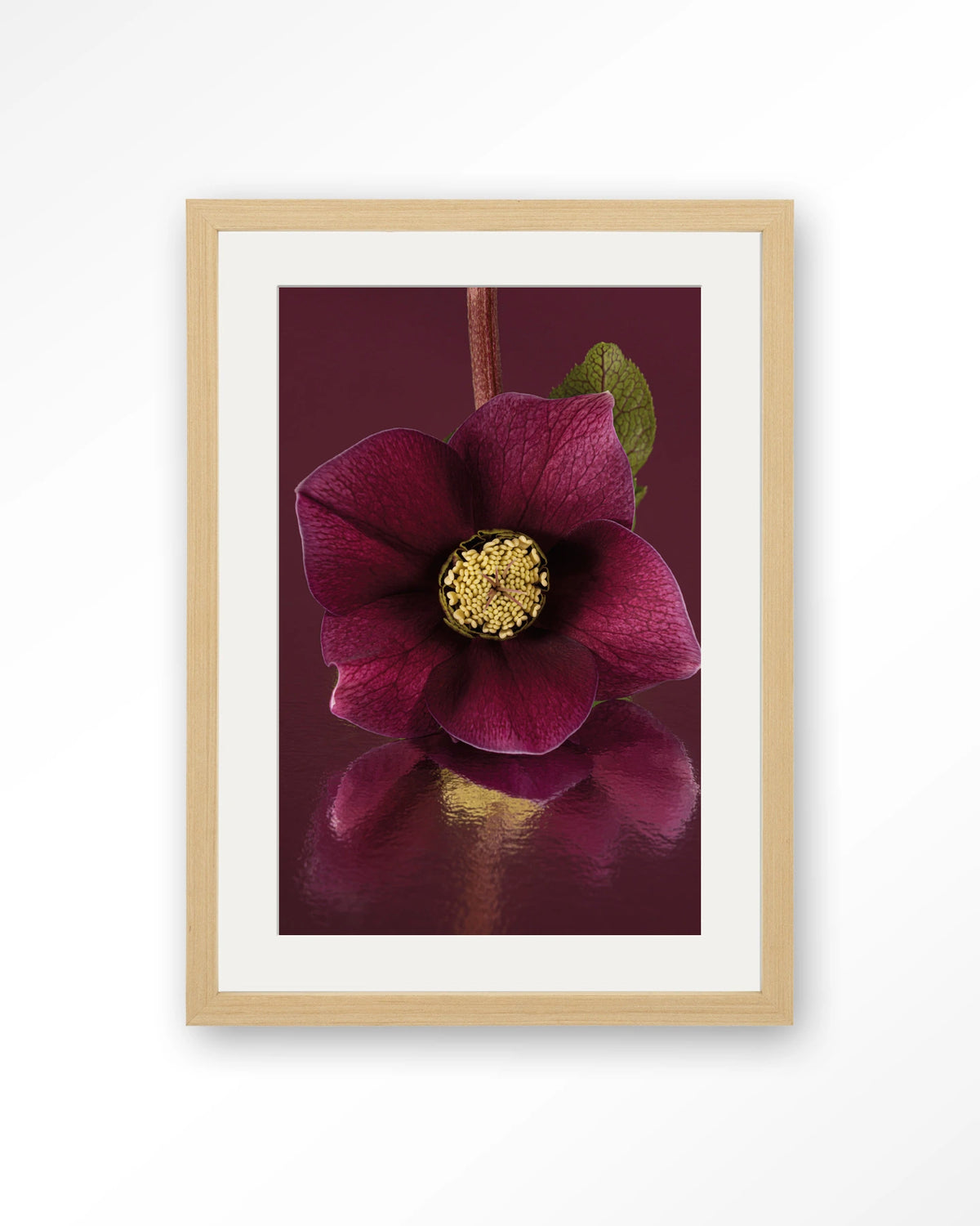 De Elegantie Van De Kerstroos – kerstroos in bordeaux, close-up – Art print – Hout naturel + passe-partout