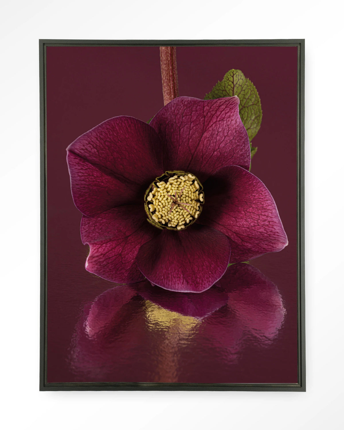 De Elegantie Van De Kerstroos – kerstroos in bordeaux, close-up – Wandkleed – Floating frame – zwart