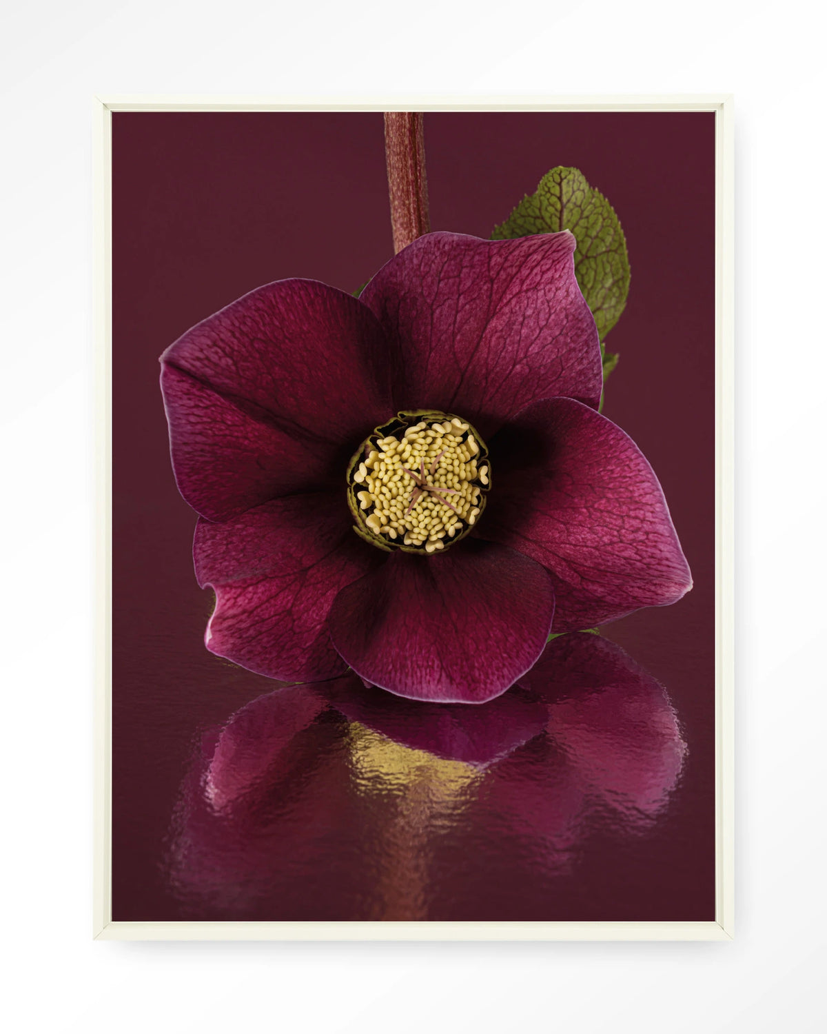 De Elegantie Van De Kerstroos – kerstroos in bordeaux, close-up – Wandkleed – Floating frame – wit