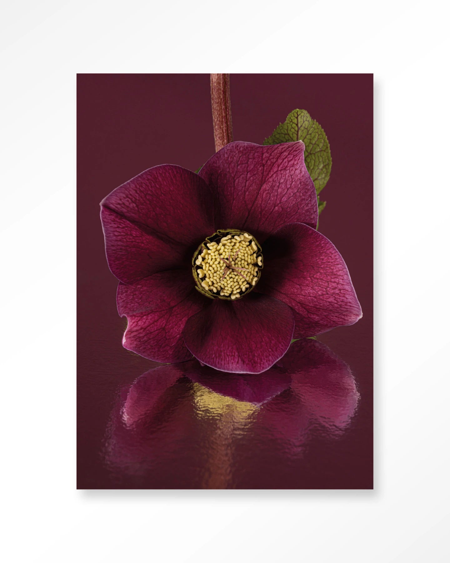 De Elegantie Van De Kerstroos - Art Print