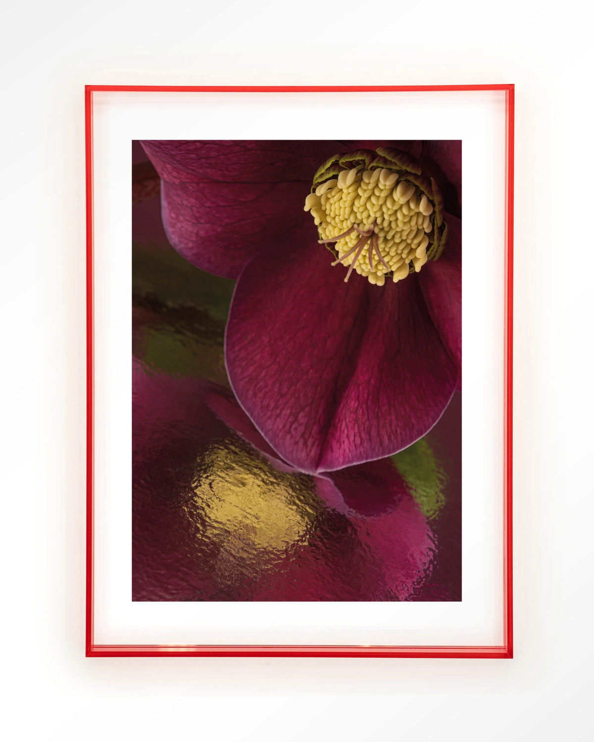 Weerspiegeling Van Een Kerstroos – kerstroos close-up in bordeaux – Art print – Acryl roze