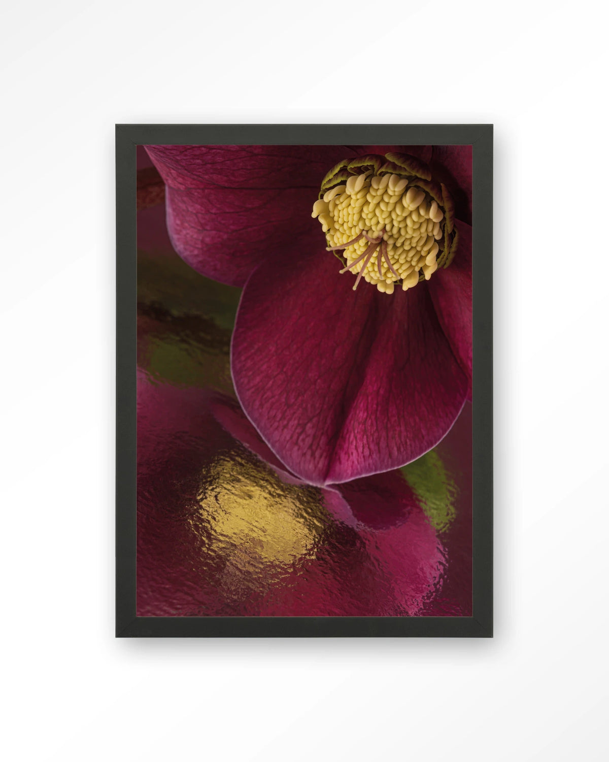 Weerspiegeling Van Een Kerstroos – kerstroos close-up in bordeaux – Art print – Hout zwart