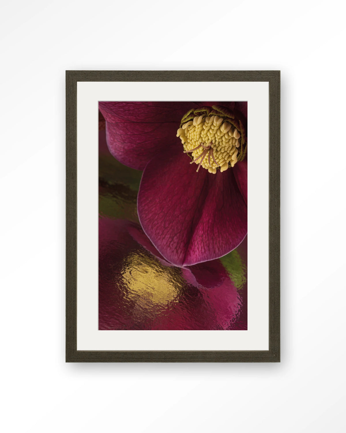 Weerspiegeling Van Een Kerstroos – kerstroos close-up in bordeaux – Art print – Hout donkerbruin + passe-partout