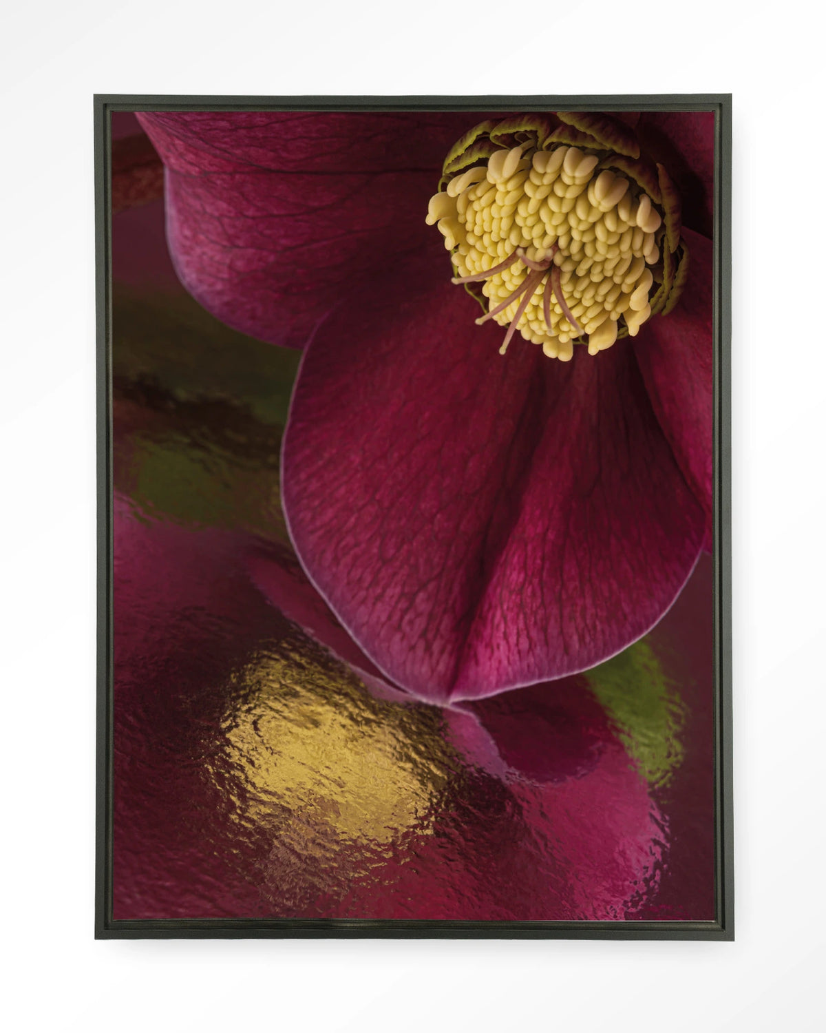Weerspiegeling Van Een Kerstroos – kerstroos close-up in bordeaux – Wandkleed – Floating frame – zwart