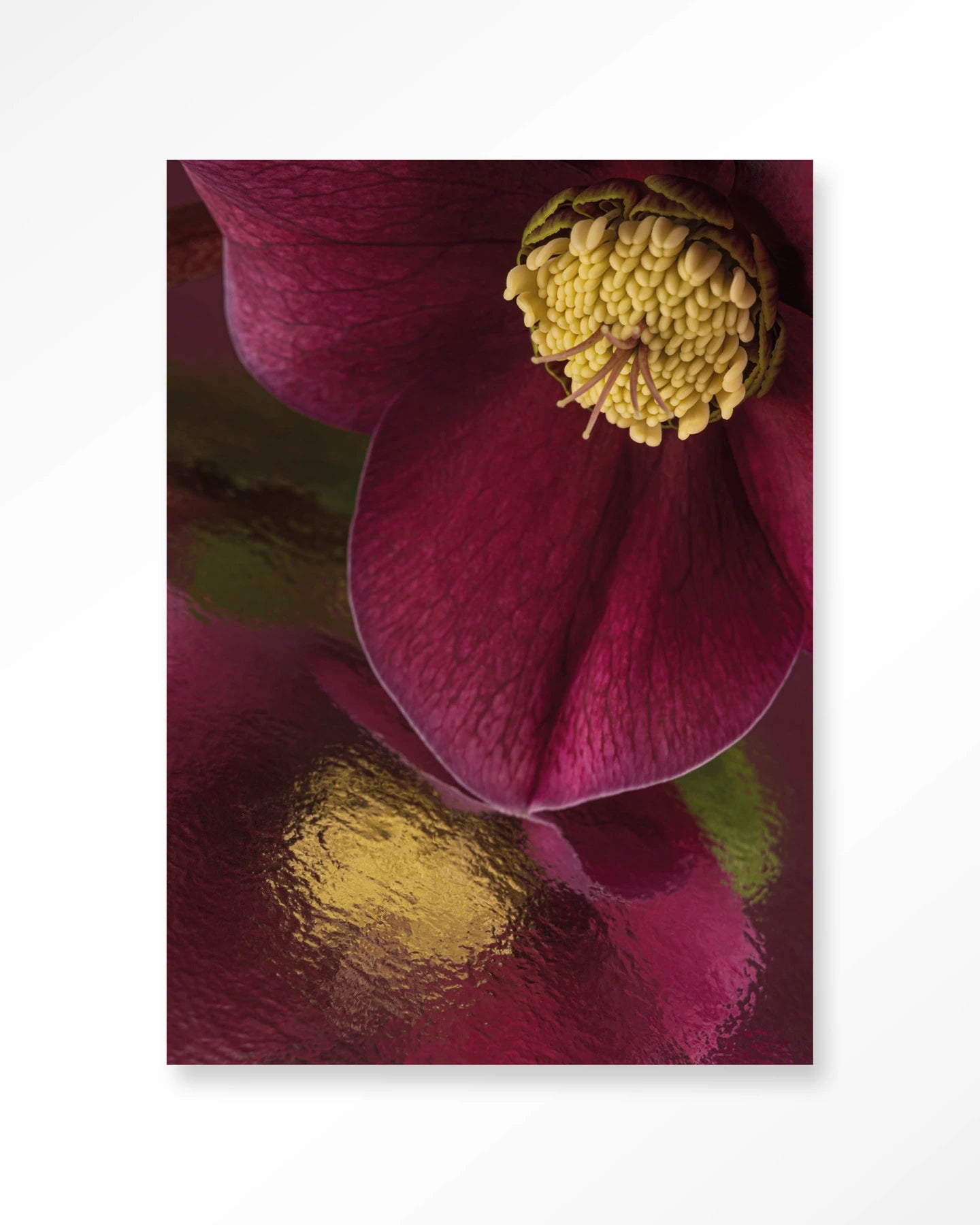 Weerspiegeling Van Een Kerstroos - Art Print