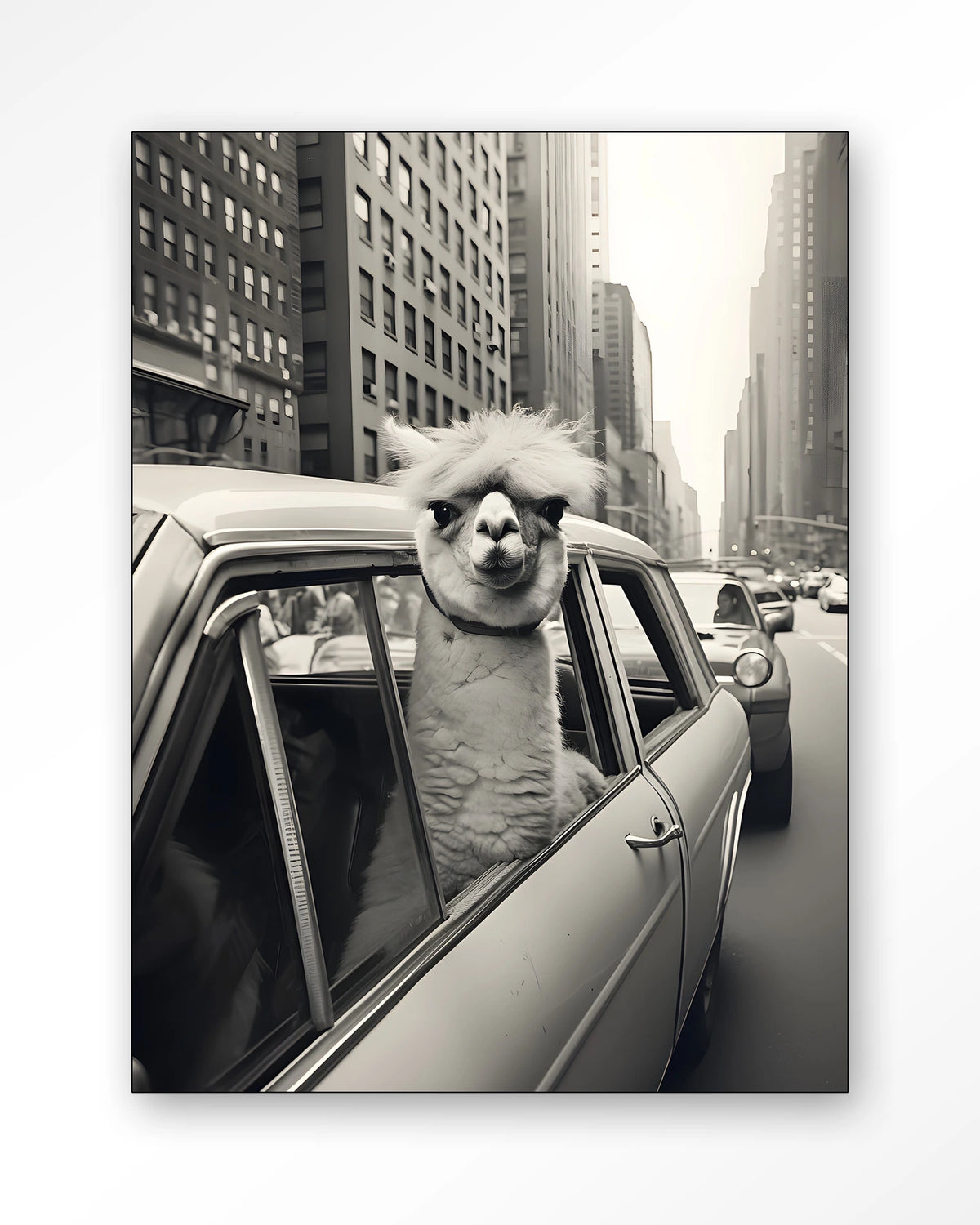 Alpaca In NY – alpaca in auto in New York – Wandkleed – Frame – zwart