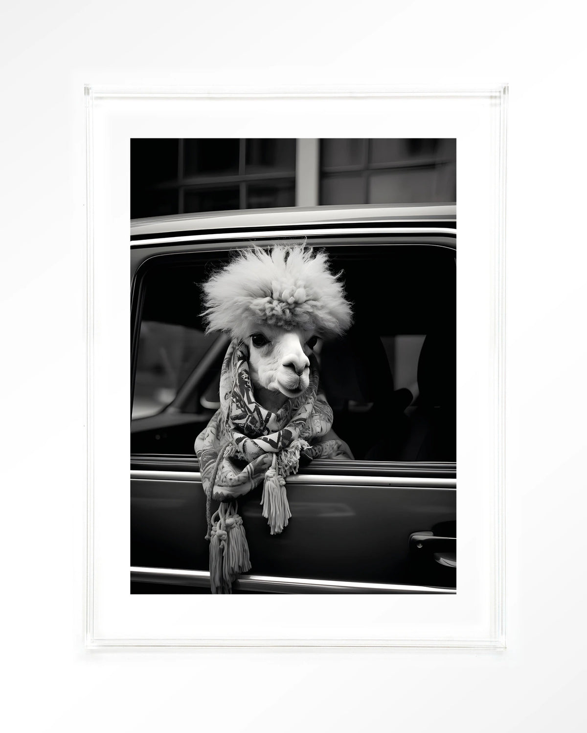 Alpaca In Taxi – alpaca in auto, zwart-wit – Art print – Acryl doorzichtig