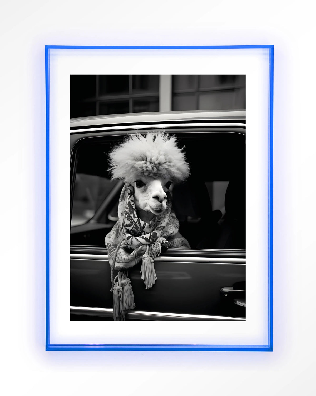 Alpaca In Taxi – alpaca in auto, zwart-wit – Art print – Acryl lichtblauw