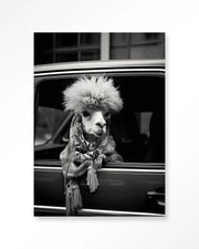Alpaca In Taxi – Wandkleed