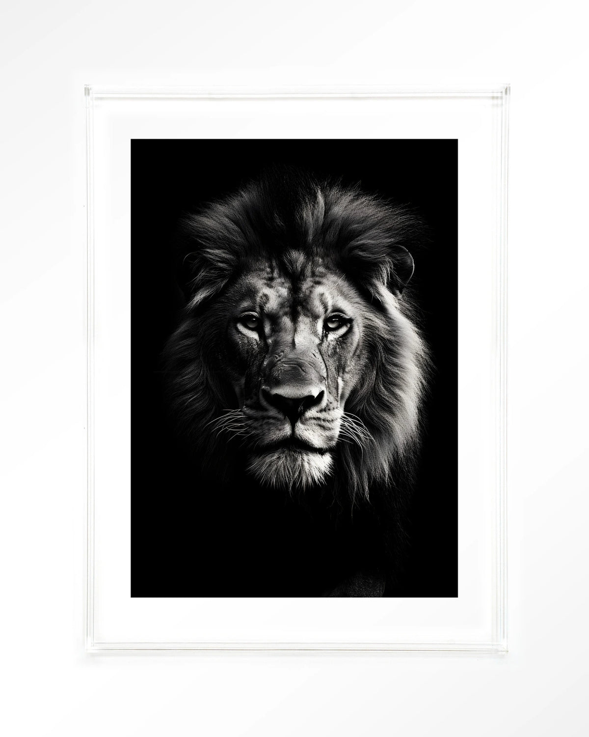 Mighty Lion – leeuw in zwart-wit – Art print – Acryl doorzichtig