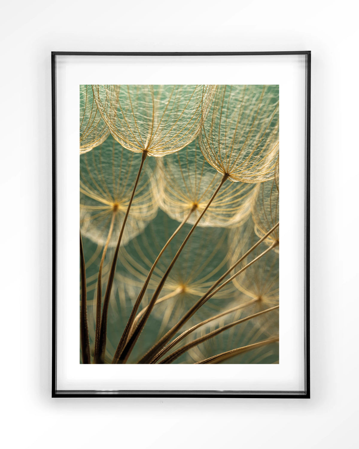 Van Abstractie Tot Detail – pluizen van paardenbloem close-up – Art print – Acryl zwart