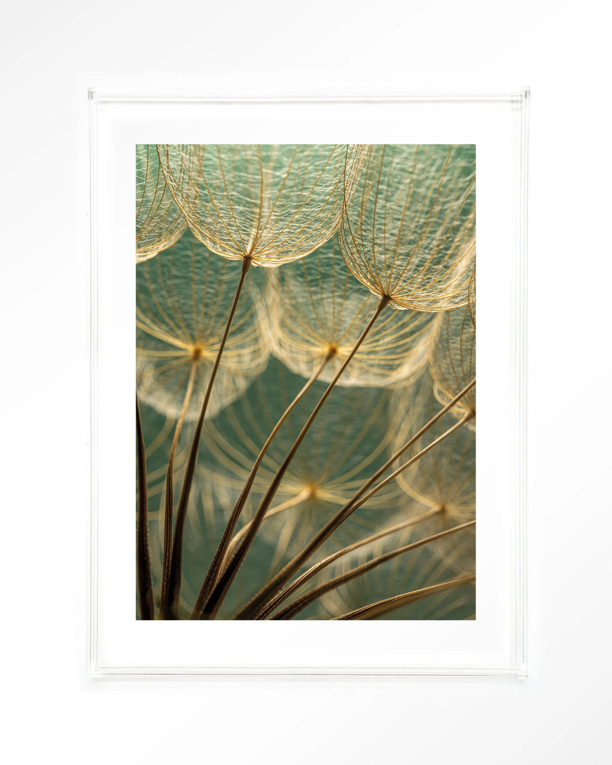 Van Abstractie Tot Detail – pluizen van paardenbloem close-up – Art print – Acryl doorzichtig