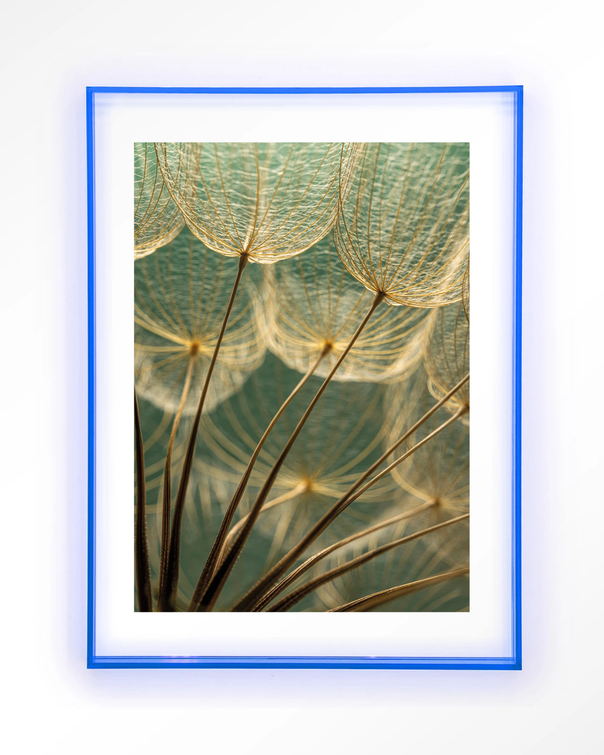 Van Abstractie Tot Detail – pluizen van paardenbloem close-up – Art print – Acryl lichtblauw