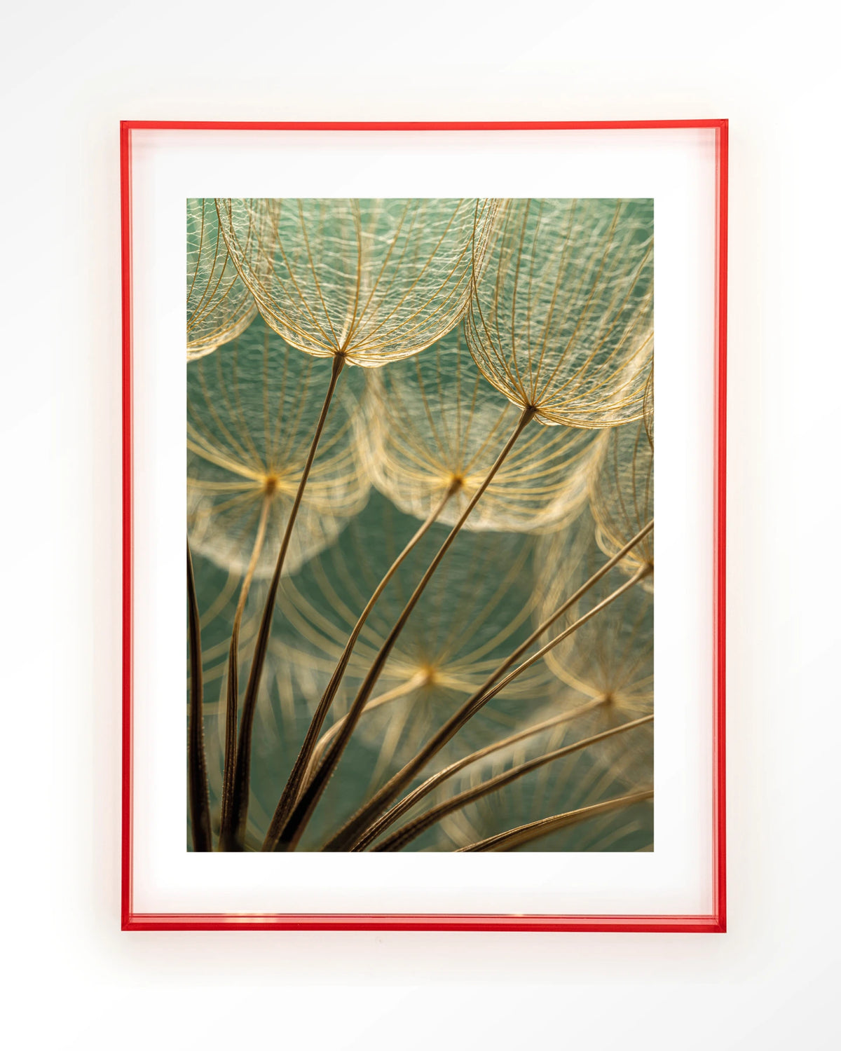 Van Abstractie Tot Detail – pluizen van paardenbloem close-up – Art print – Acryl roze