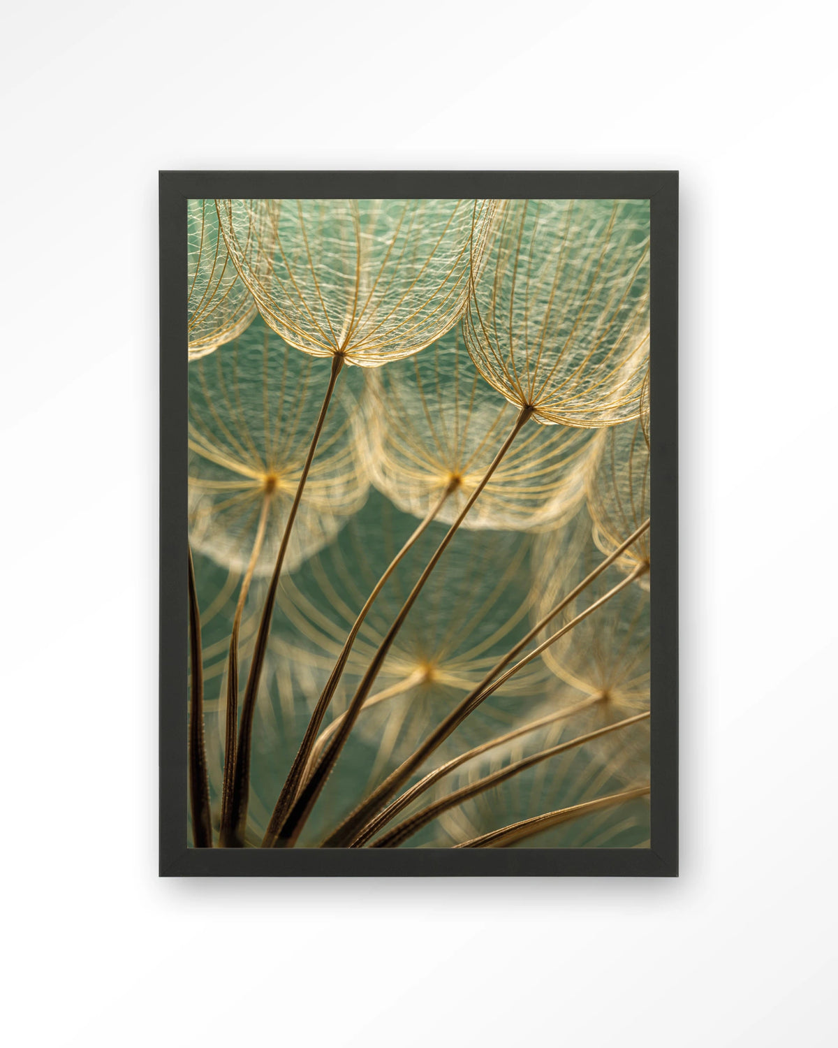 Van Abstractie Tot Detail – pluizen van paardenbloem close-up – Art print – Hout zwart