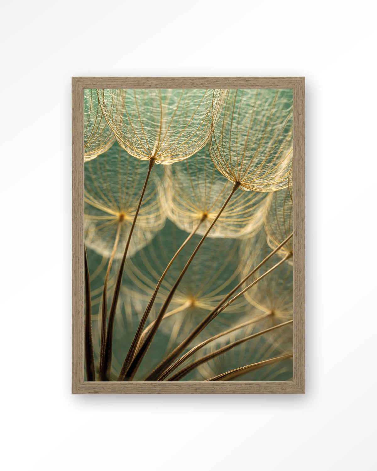 Van Abstractie Tot Detail – pluizen van paardenbloem close-up – Art print – Hout bruin