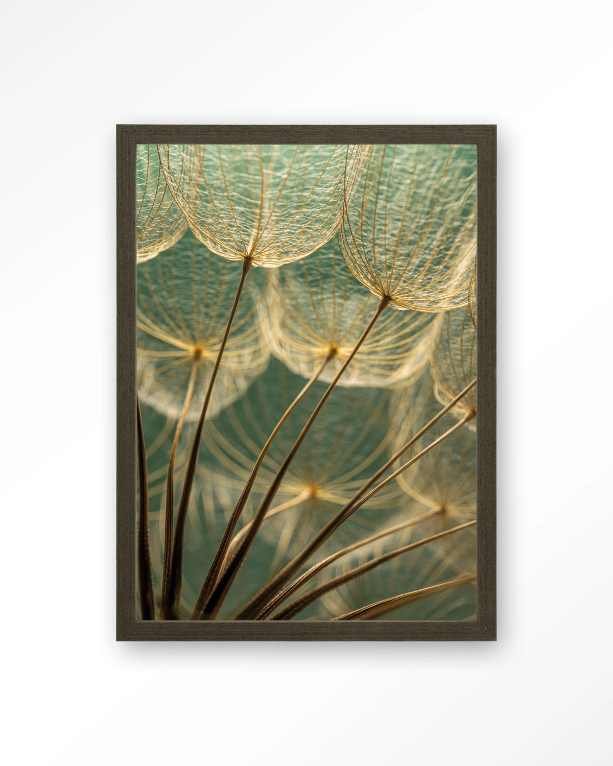 Van Abstractie Tot Detail – pluizen van paardenbloem close-up – Art print – Hout donkerbruin