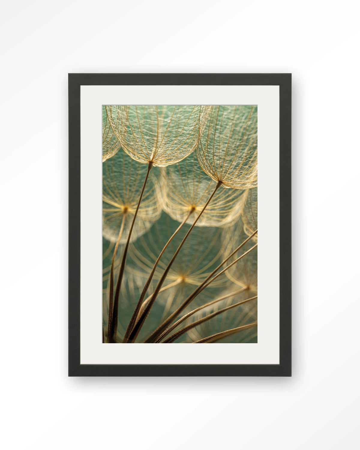 Van Abstractie Tot Detail – pluizen van paardenbloem close-up – Art print – Hout zwart + passe-partout