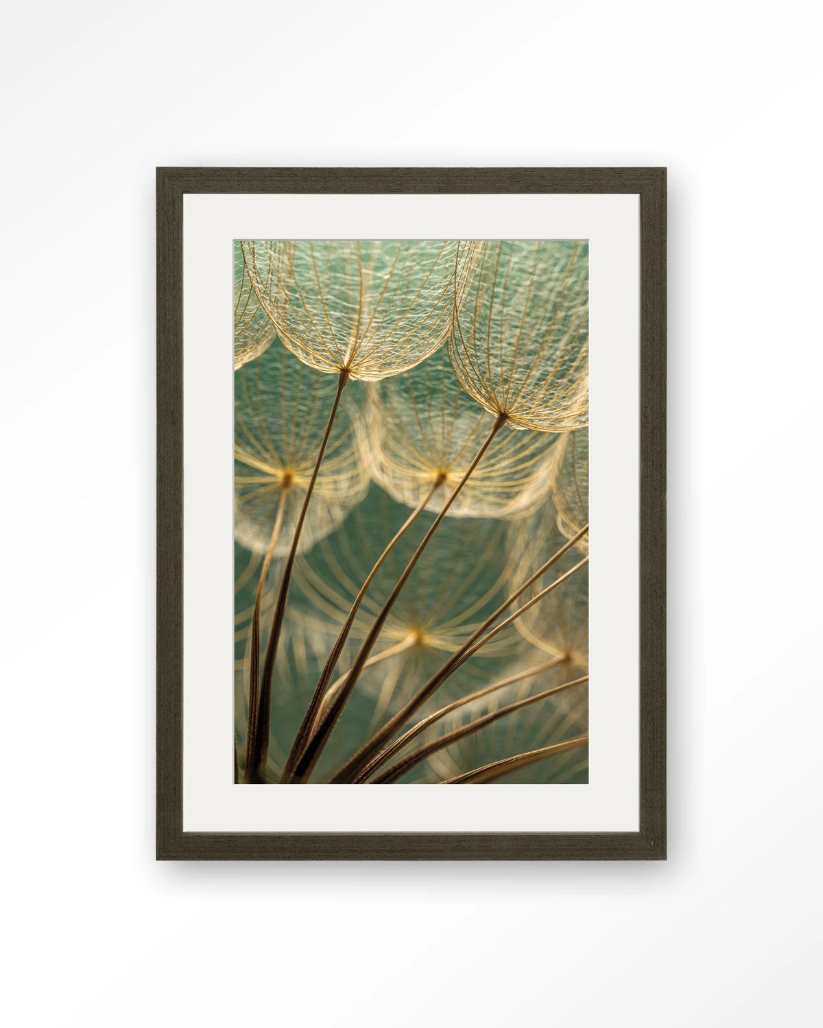 Van Abstractie Tot Detail – pluizen van paardenbloem close-up – Art print – Hout donkerbruin + passe-partout