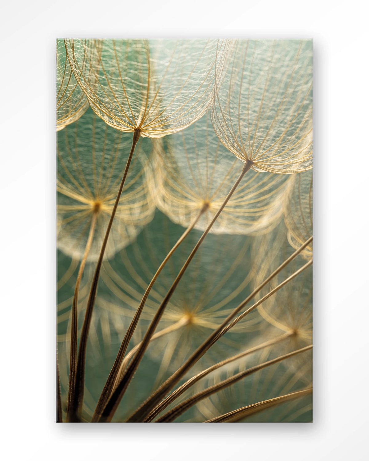 Van Abstractie Tot Detail – pluizen van paardenbloem close-up – Glas – Blinde montage