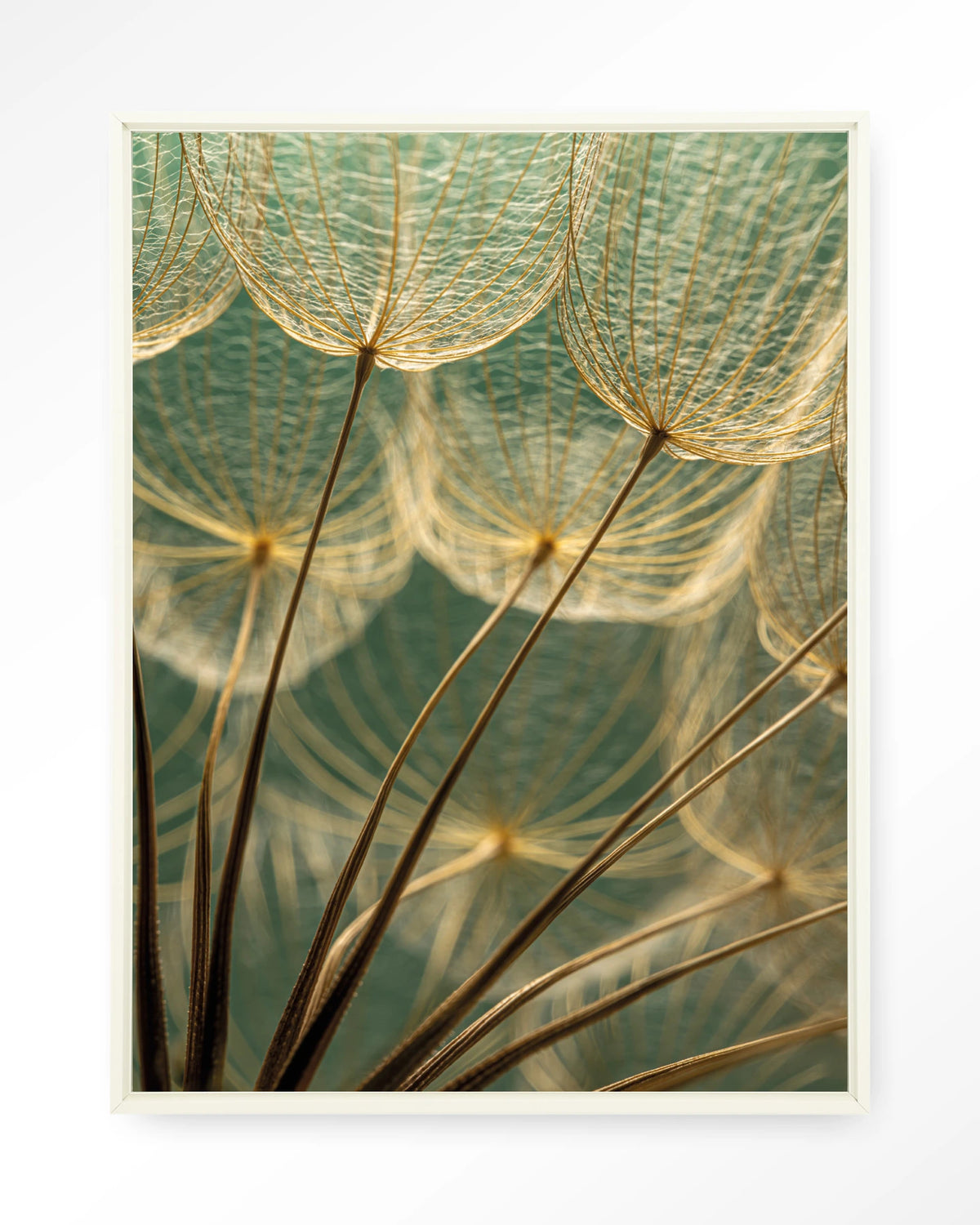 Van Abstractie Tot Detail – pluizen van paardenbloem close-up – Wandkleed – Floating frame – wit