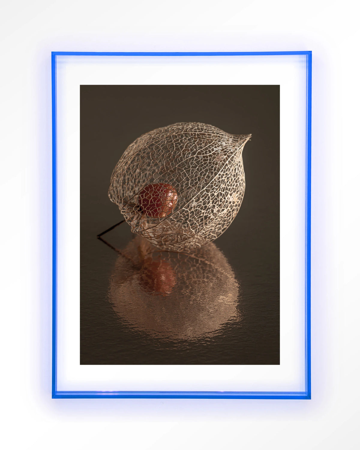 De Reflectie Van Vergankelijkheid In Bruintinten – lampionplant in bruintinten – Art print – Acryl lichtblauw
