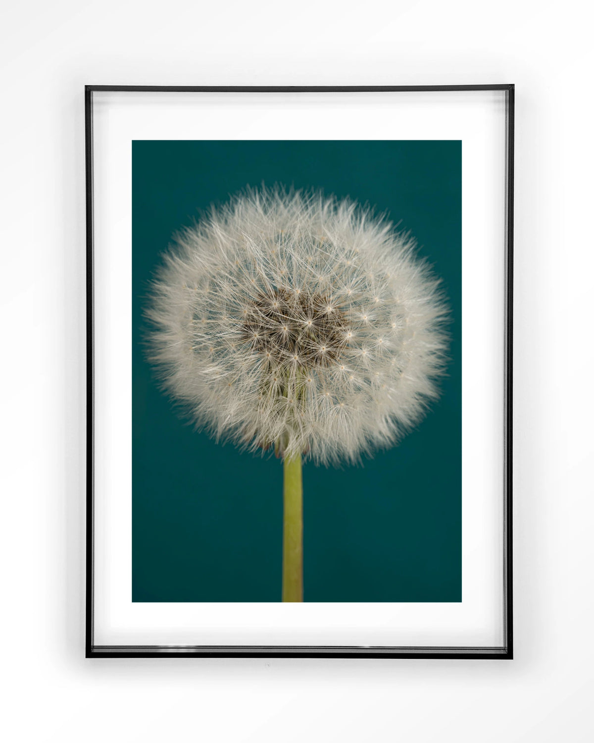 Pluizige Paardenbloem – pluizige paardenbloem op blauw – Art print – Acryl zwart