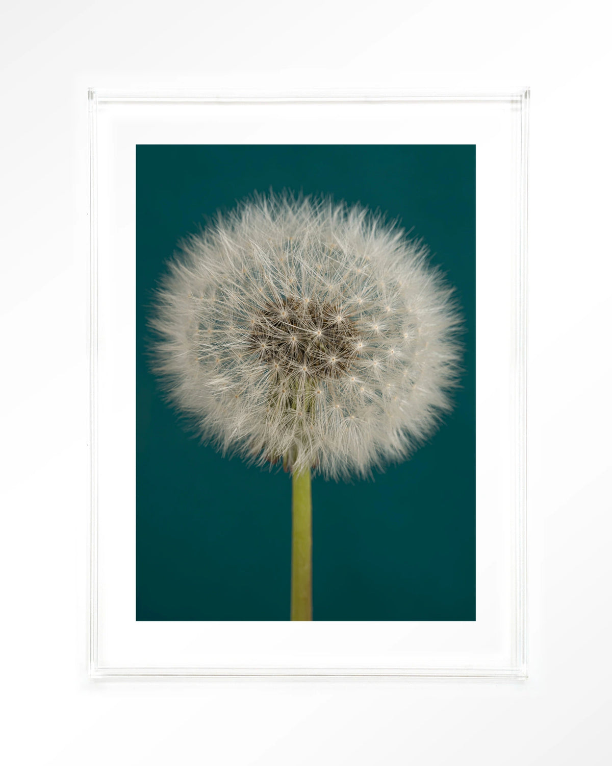 Pluizige Paardenbloem – pluizige paardenbloem op blauw – Art print – Acryl doorzichtig