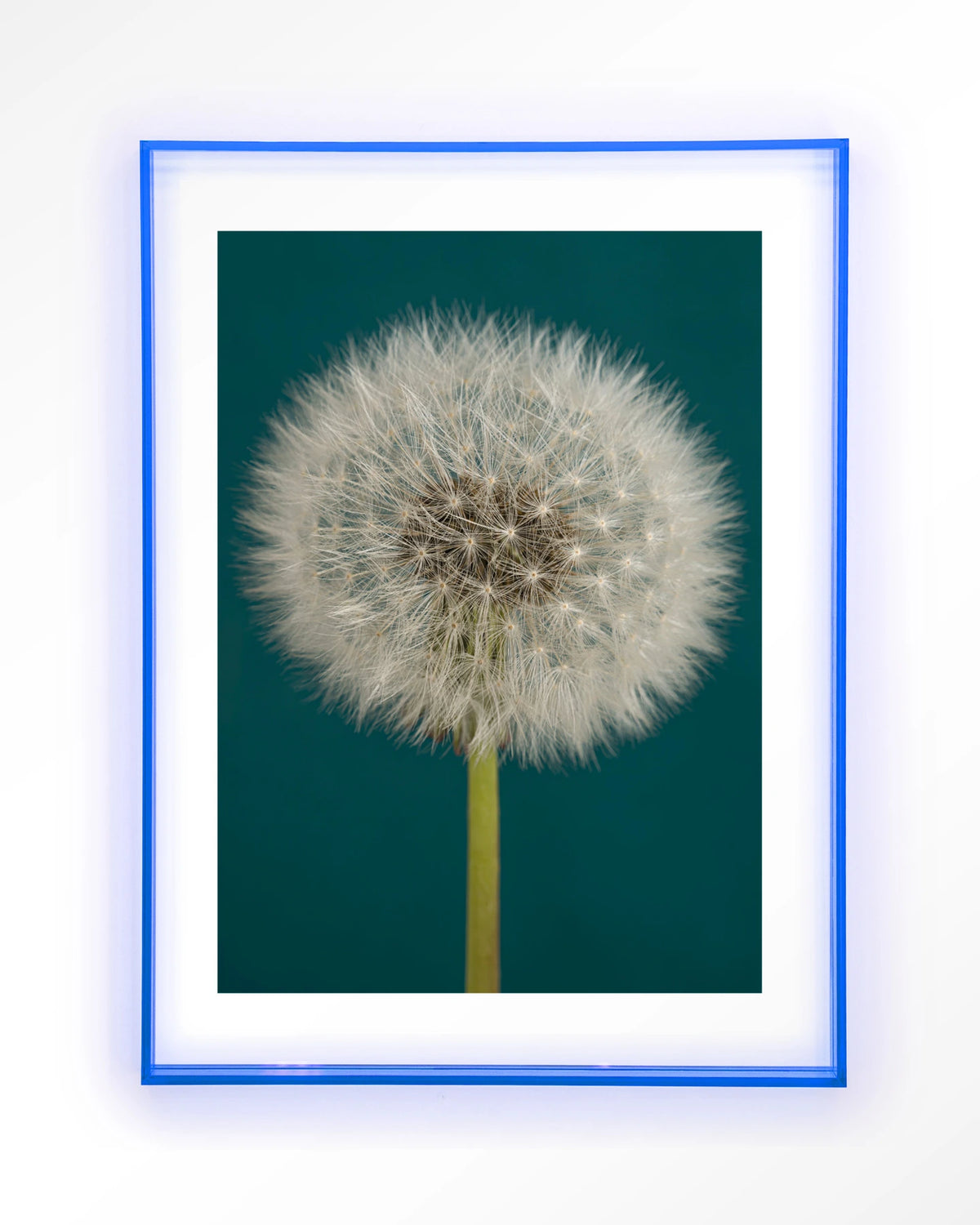 Pluizige Paardenbloem – pluizige paardenbloem op blauw – Art print – Acryl lichtblauw