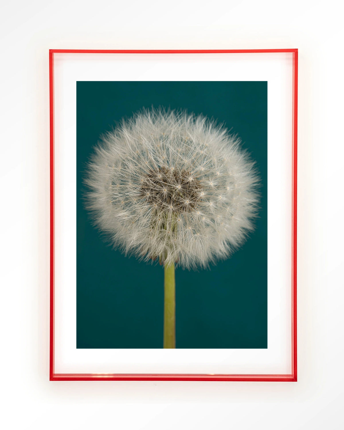 Pluizige Paardenbloem – pluizige paardenbloem op blauw – Art print – Acryl roze