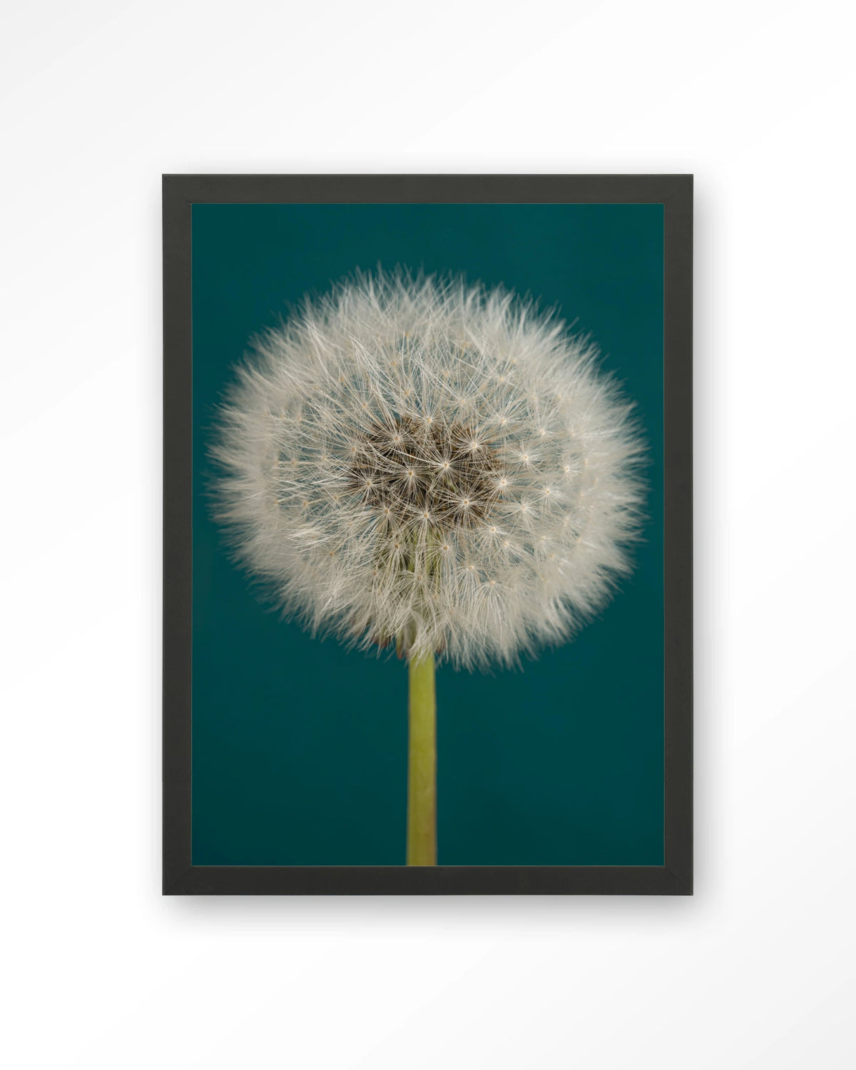 Pluizige Paardenbloem – pluizige paardenbloem op blauw – Art print – Hout zwart
