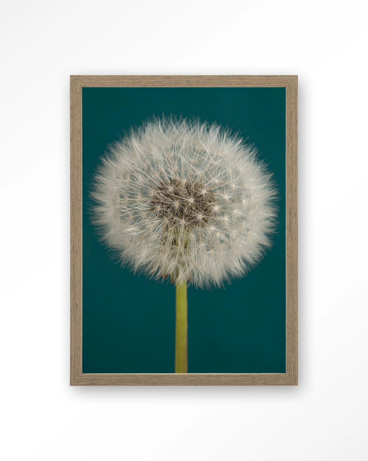 Pluizige Paardenbloem – pluizige paardenbloem op blauw – Art print – Hout bruin