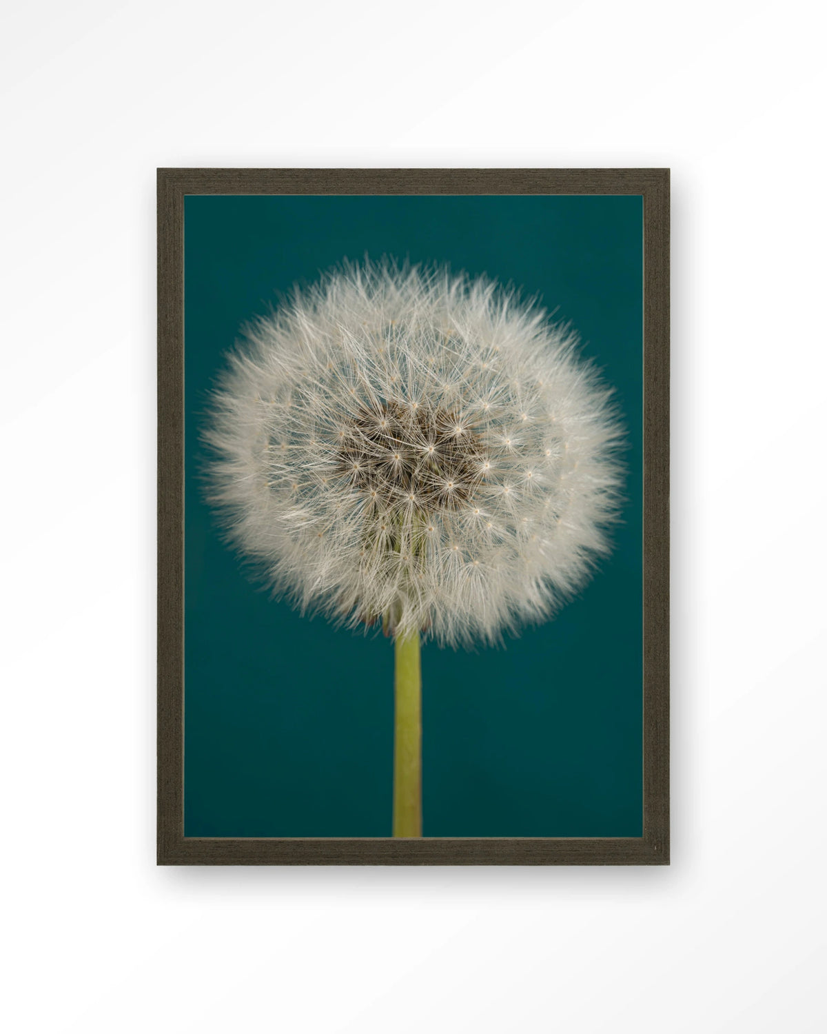 Pluizige Paardenbloem – pluizige paardenbloem op blauw – Art print – Hout donkerbruin