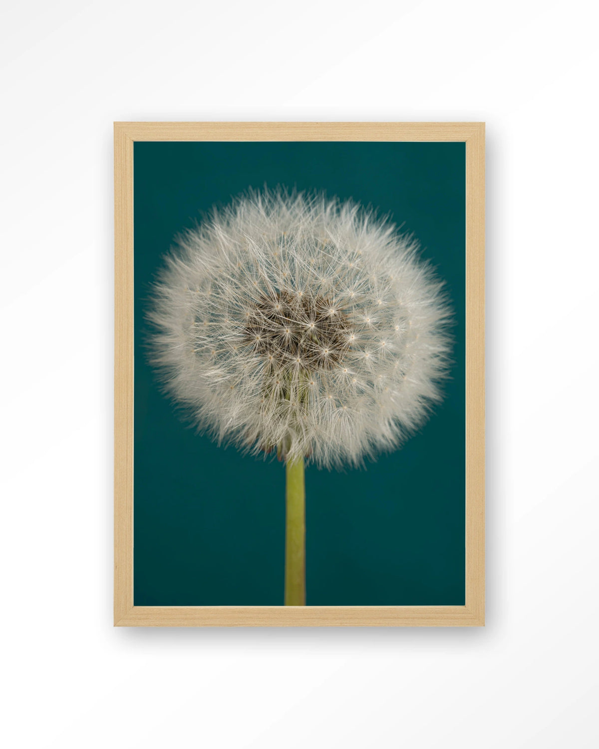 Pluizige Paardenbloem – pluizige paardenbloem op blauw – Art print – Hout naturel