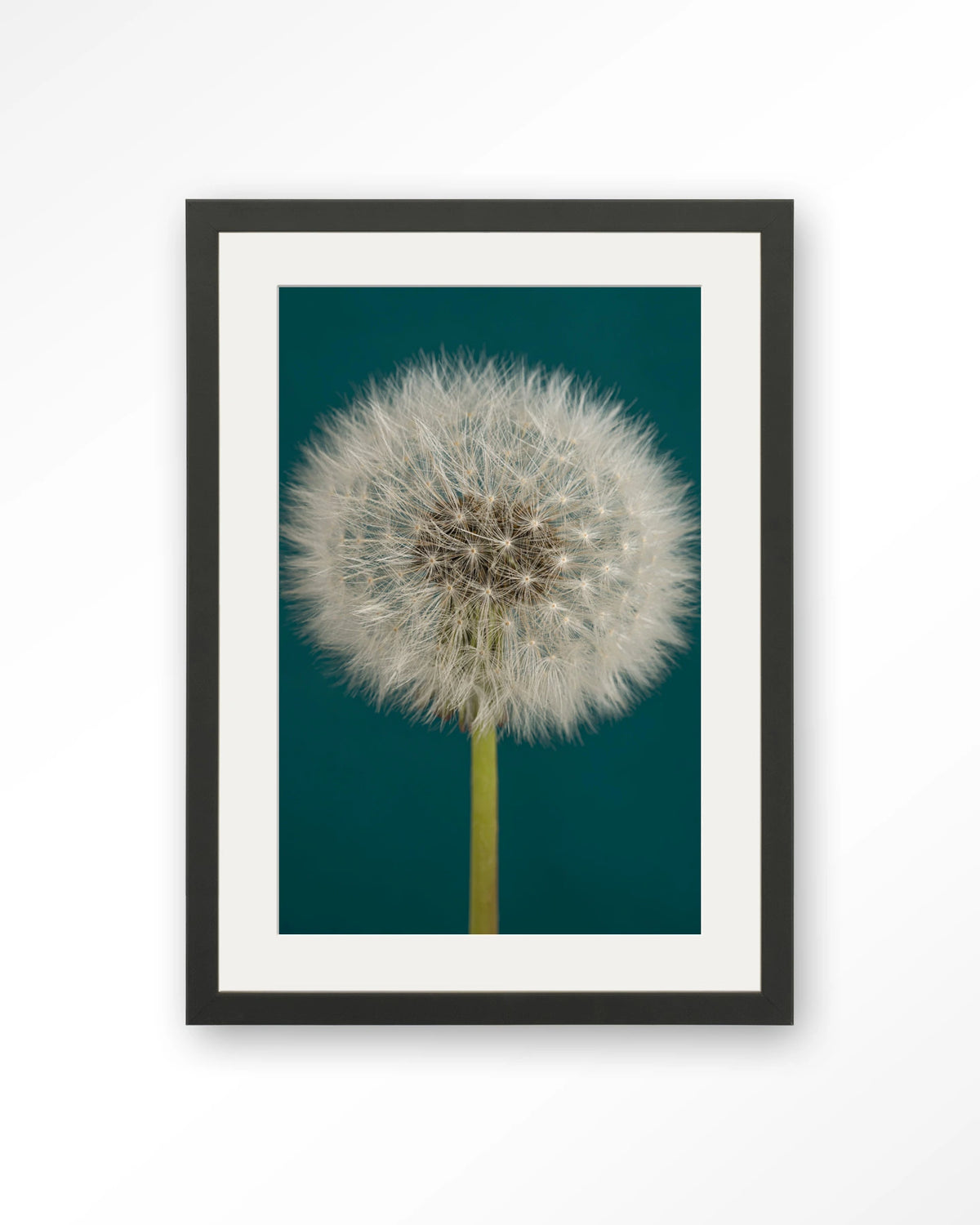 Pluizige Paardenbloem – pluizige paardenbloem op blauw – Art print – Hout zwart + passe-partout