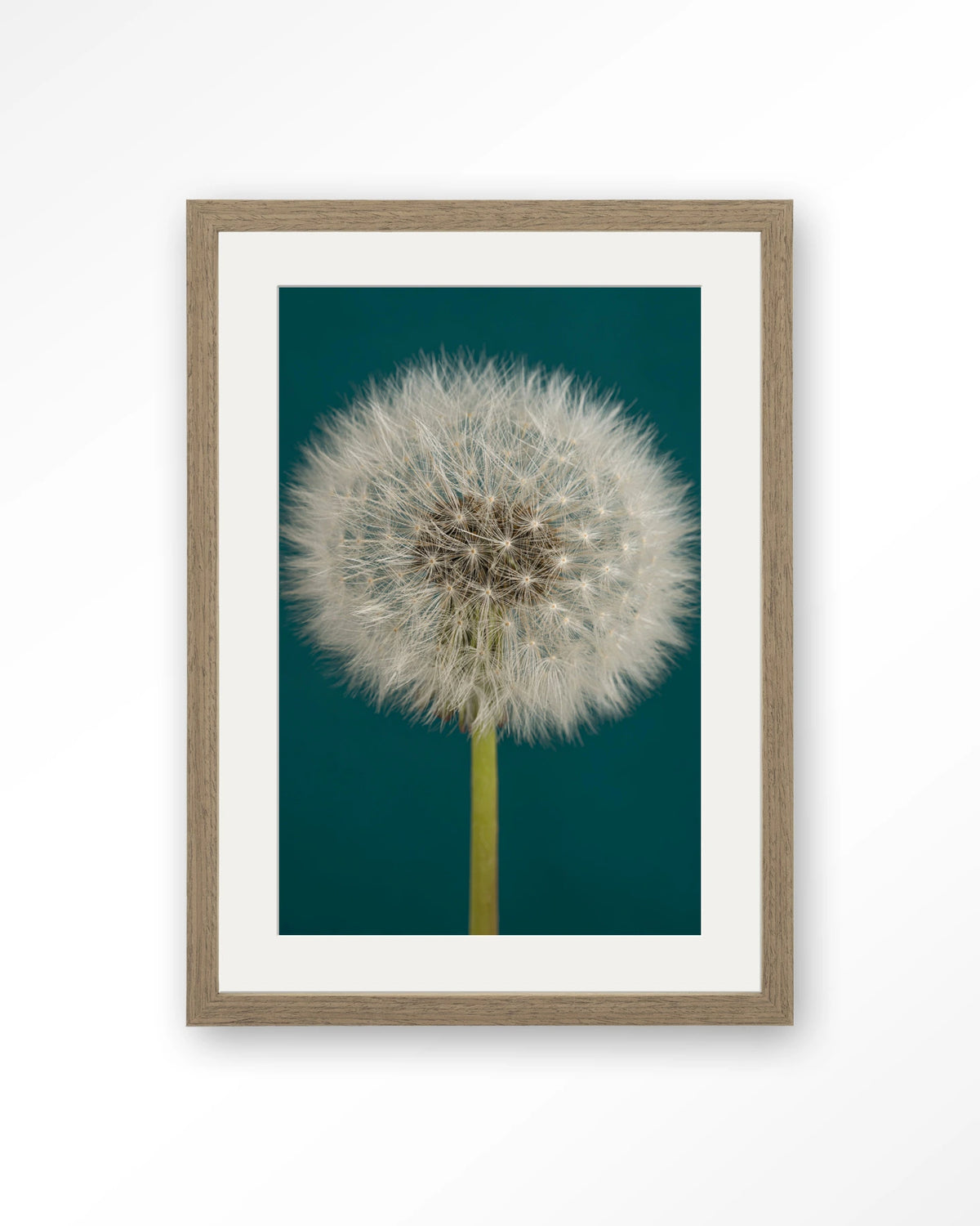 Pluizige Paardenbloem – pluizige paardenbloem op blauw – Art print – Hout bruin + passe-partout