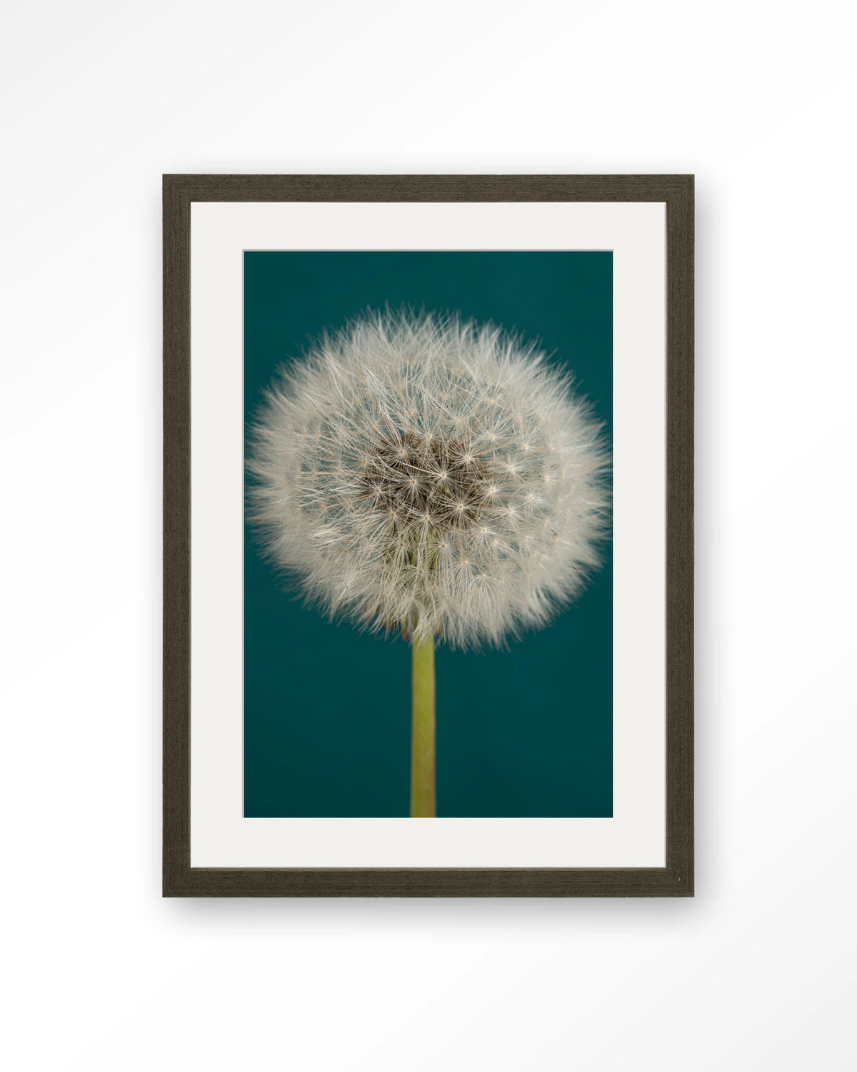 Pluizige Paardenbloem – pluizige paardenbloem op blauw – Art print – Hout donkerbruin + passe-partout