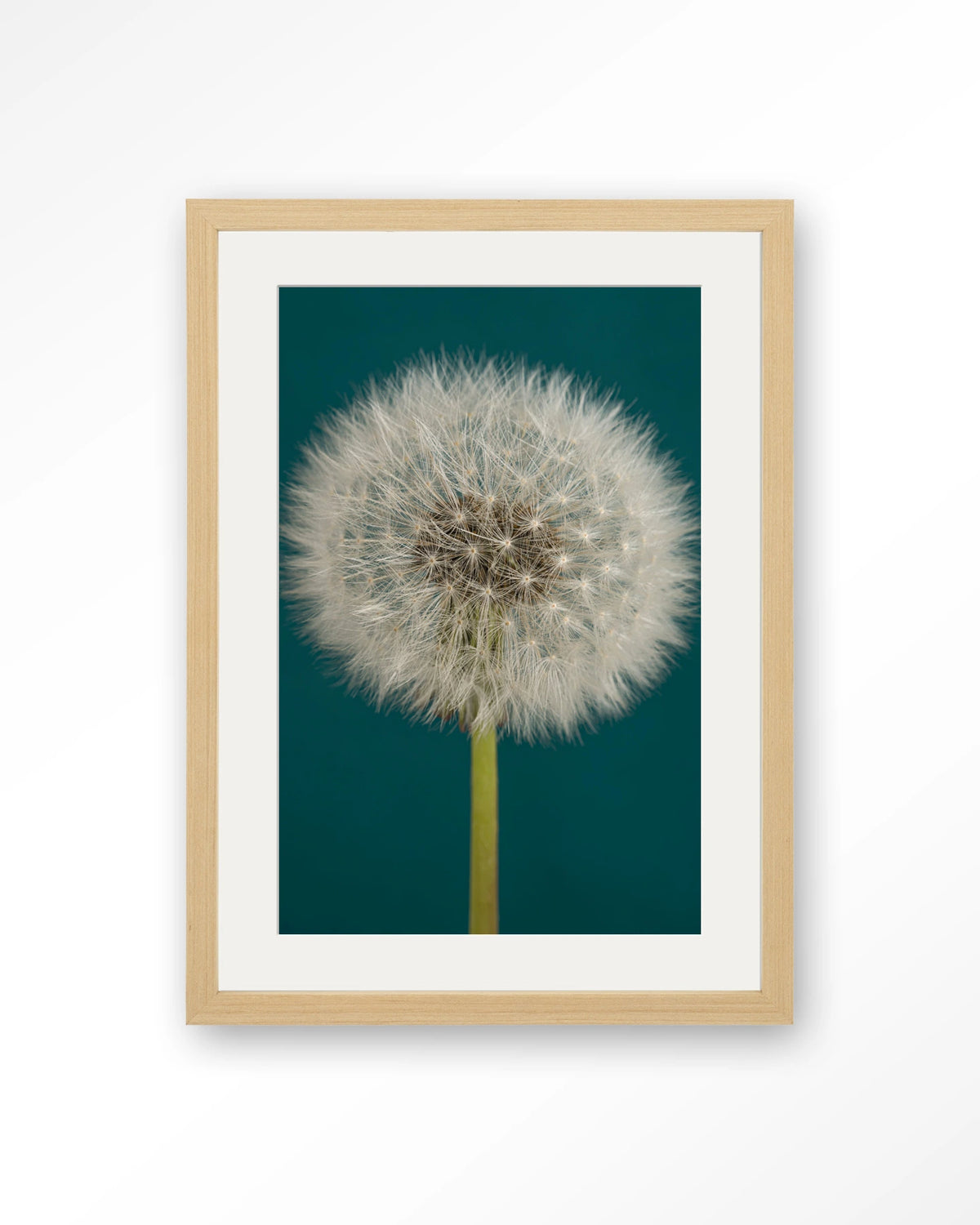 Pluizige Paardenbloem – pluizige paardenbloem op blauw – Art print – Hout naturel + passe-partout