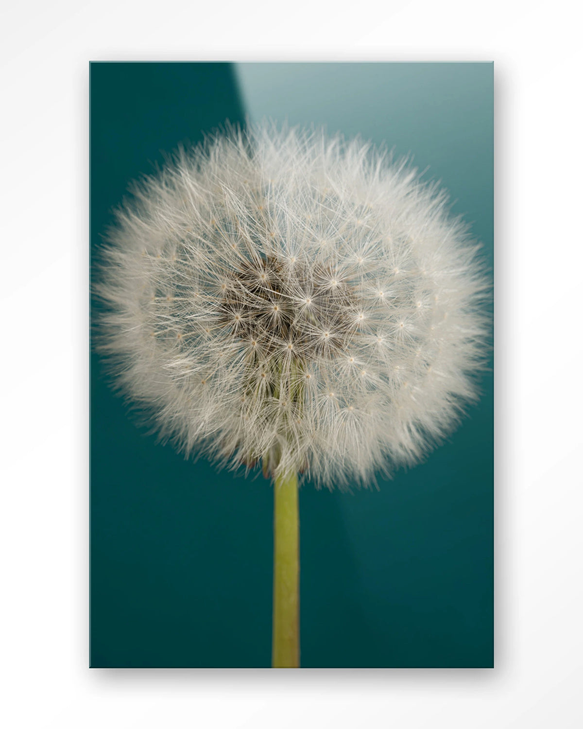 Pluizige Paardenbloem – pluizige paardenbloem op blauw – Glas – Blinde montage