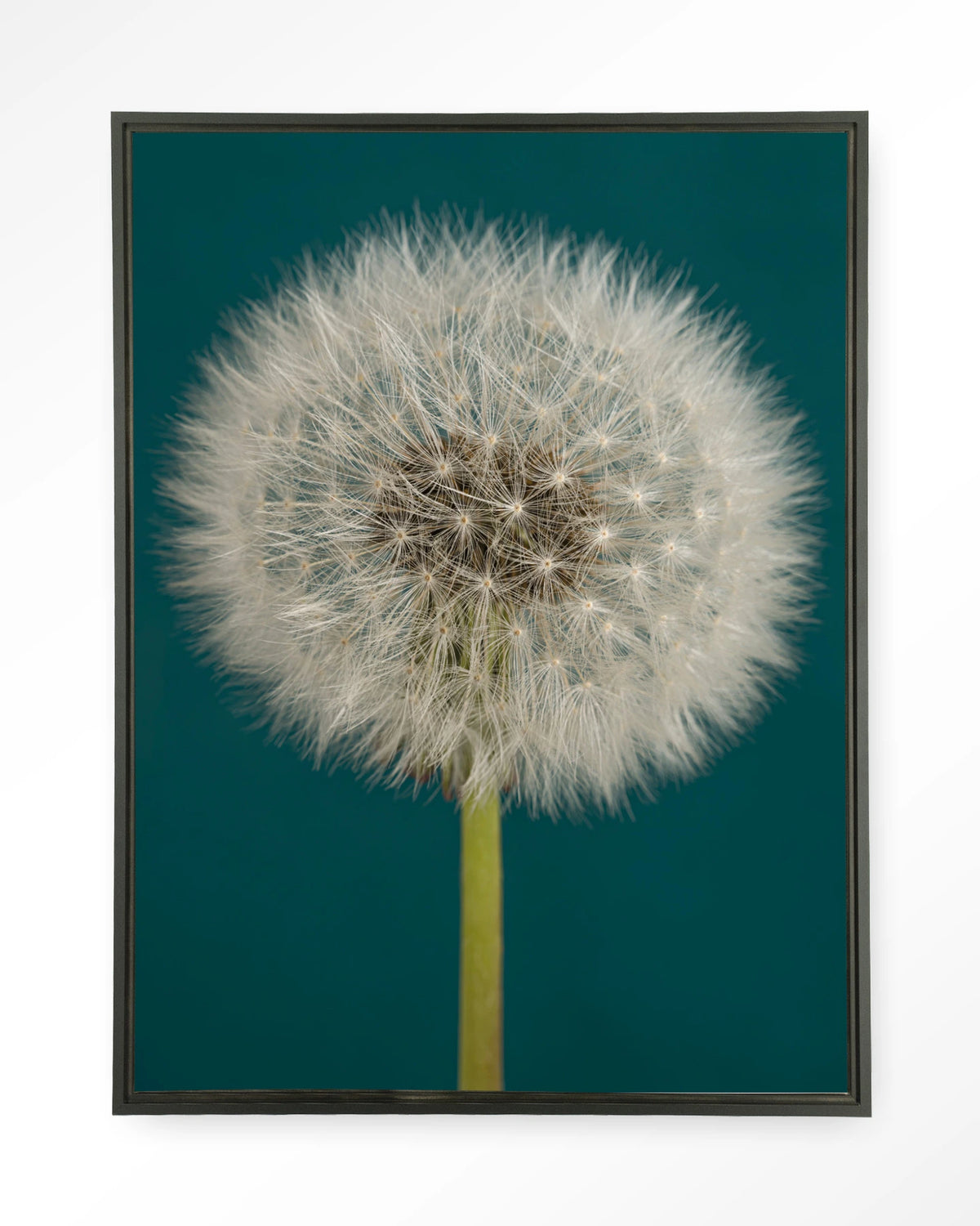 Pluizige Paardenbloem – pluizige paardenbloem op blauw – Wandkleed – Floating frame – zwart