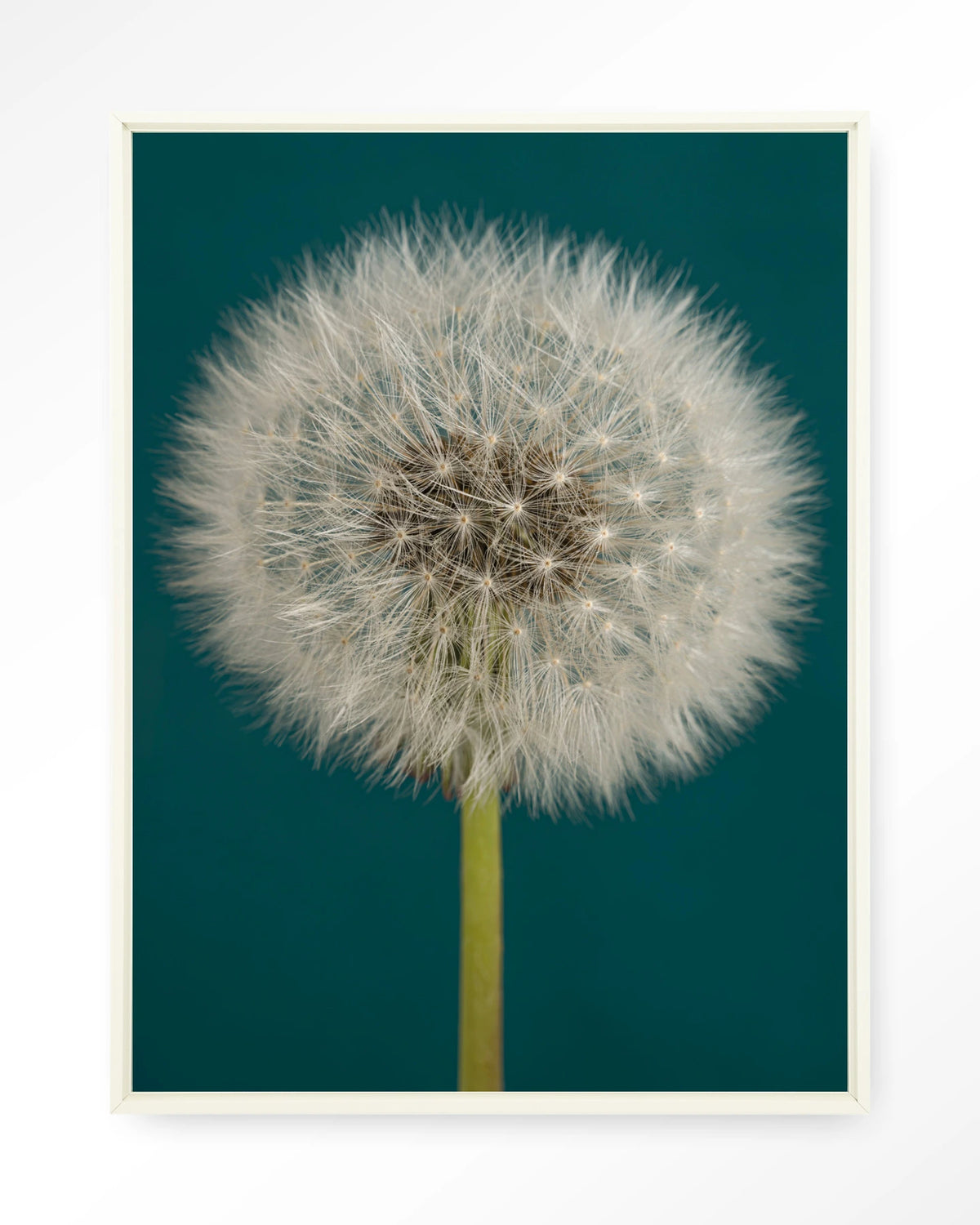 Pluizige Paardenbloem – pluizige paardenbloem op blauw – Wandkleed – Floating frame – wit