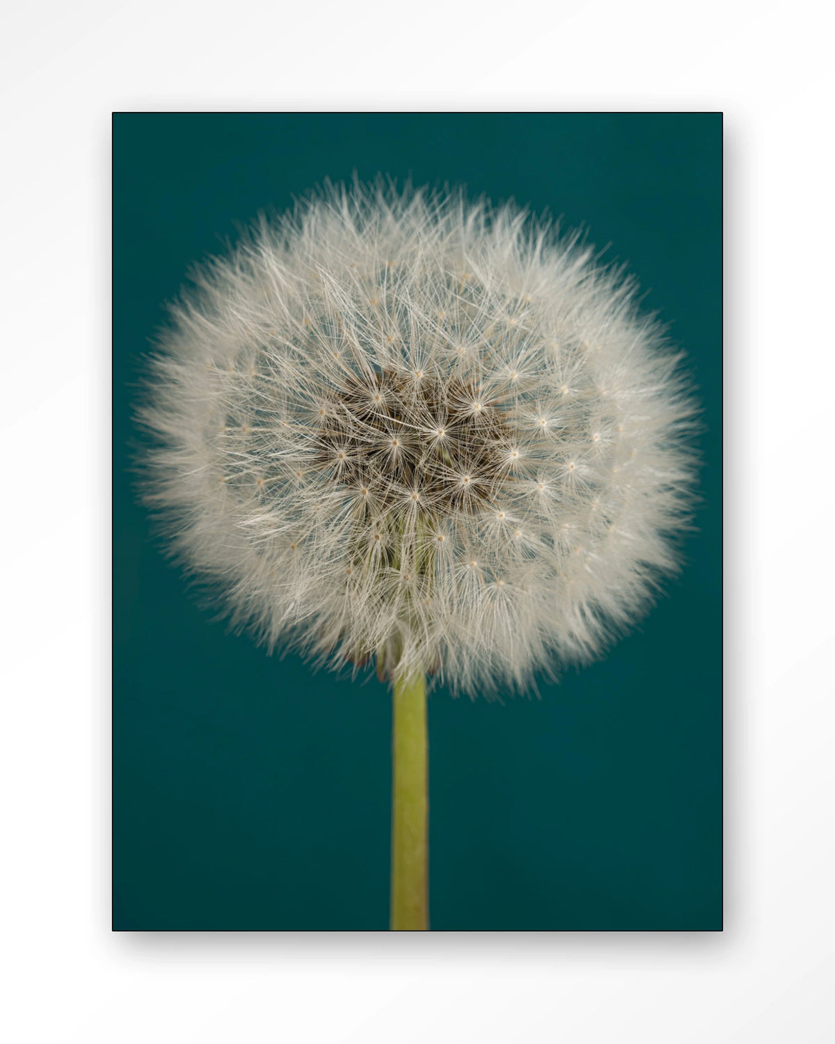 Pluizige Paardenbloem – pluizige paardenbloem op blauw – Wandkleed – Frame – zwart
